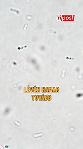 Újabb rettegett betegség jelent meg az ukrán fronton