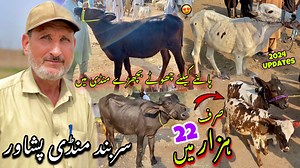 Maweshi Mandi Sarband Peshawar 27/6/2024 New Updates | Choty Kheery Bachron ki Price | khyber Social Tv | Rafiullah Live