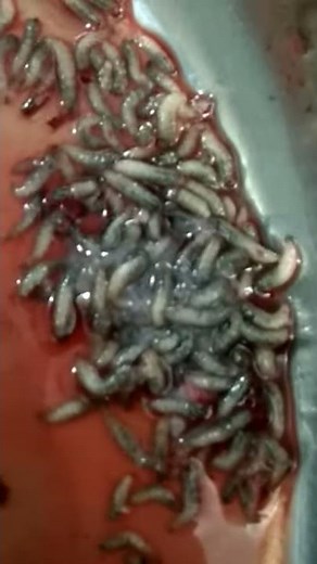 maggots in chronic wound nepal
