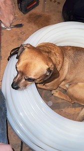 32K views · 2.1K reactions | Minion does plumbing #narrowayhomestead #homesteadtoktok #offgridlife #theoneandonlyminion #farmdog #smalldog | Nate Petroski | Facebook