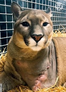 Puma's remarkable comeback after surgery | Hungry Panda