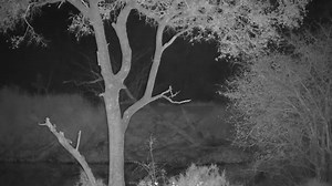 Leopard_Tlalamba_female_walks_by_quietly | WildEarth Cam