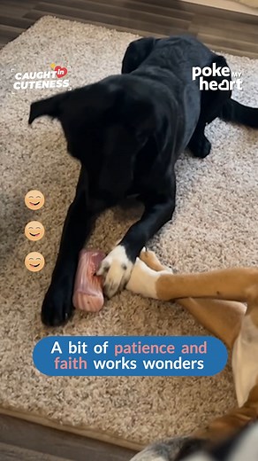 69K views · 284 reactions | A #sneaky Pete at #work | Poke My Heart | Facebook