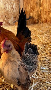 Have you met Firecracker? She weighs 280 grams! Her face is the size of my thumbnail and she kicks my butt with a fierceness 😂 she’s 🔥 and so freaking adorable 🥰 Her boyfriend is Stiletto. He’s as sweet as can be. These sweeties came to us last year when their human fell ill. Due to their breed, they require special care and have a deluxe coop we fitted just for them with extra insulation and heat. Their coop is a duplex which they share with another pair just as cute as they are. #serema #se