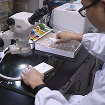 Video: A Colorimetric Assay of Citrate Synthase Activity in Drosophila Melanogaster