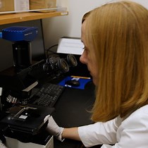 Video: Recurrent Escherichia coli Urinary Tract Infection Triggered by Gardnerella vaginalis Bladder Exposure in Mice