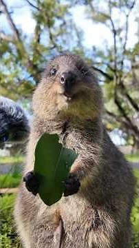 3 Mother Natures Who Are True Psychopaths 🦘☠️