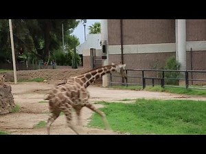 PLAYING IN THE RAIN: Reid Park Zoo giraffes have a wet romp