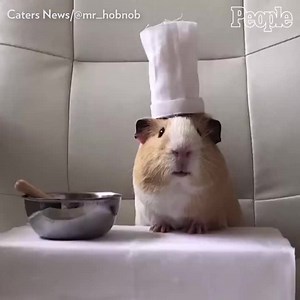 This guinea pig loves snacking! | People