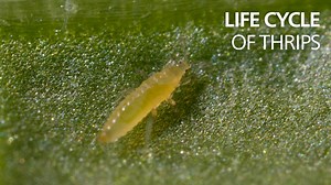 Life cycle of thrips