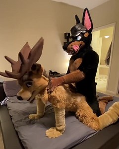 Duke Doberman tops a Buck