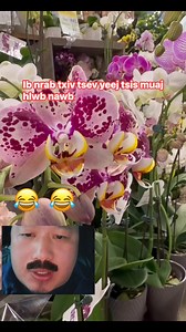 Txiv ntxawm tik tok cov lus yeej yog tshaj plaws li nawb | Diana Npib Lee