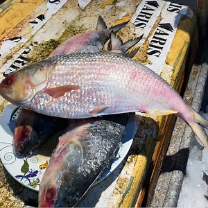 307K views · 9.5K reactions | Elish Lej Vorta Recipe - Hilsa Fish Recipe - Mawa Ghat ilish ©Street Food Hunting https://youtube.com/c/StreetFoodHunting | Street Food Hunting | Facebook