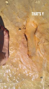 7.9K views · 340 reactions | The mystery of the 300,000-year-old footprints #FootPrint #Mystery #History #Neanderthalensis #Heidelbergensis #Neanderthal | That's Y | Facebook