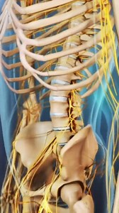 52K views · 487 reactions | Lumbar strain symptoms include sudden localized pain, tenderness, and muscle spasms. While acute pain often resolves quickly, low-level discomfort can linger for weeks or months. | Spine-health | Facebook
