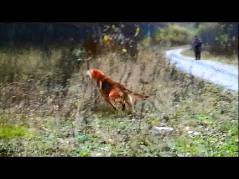 Мастеровитый зайчик . Гон русских гончих - Баян , Сигнал (Плакуня) и Гармошка Шатрова В.А.