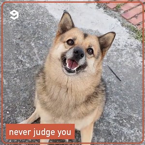 80K views · 1.7K reactions | I woof you hooman! | 9GAG | Facebook