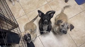 5.4K views · 367 reactions | Chickie, Alfonso, Vera and Max❤️ All...