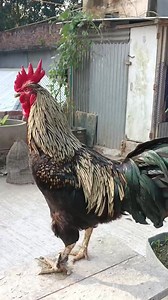 Crowing is a type of singing vocalization produced by chickens. It is believed to be associated with demonstration of territory of power to other males and to attract the attention of females. Although both sexes have the ability to crow, it's typically more common in male chickens (roosters) since the desire to crow is fueled by the presence of testosterone. Dominant roosters will crow more than subordinate roosters and are usually the first to crow in the morning. . The presence of light, circ