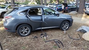 Friendly Reminder To Keep Tahoe Black Bears Wild