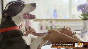 48K views · 74 shares | What happens to a dog after his owners die? A Villalobos Rescue Center favorite faces the unimaginable. | Animal Planet | Facebook