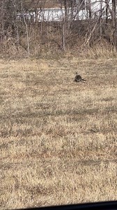 3.7K views · 55 reactions | Is that a roadrunner? Beep Beep! #blondeokie #roadrunner #birds #birdlovers #Oklahoma | Blonde Okie | Facebook