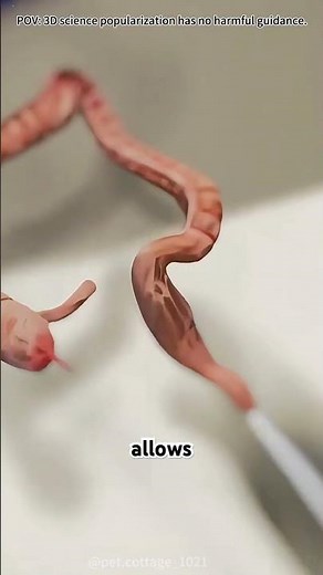 How enema therapy cleans your colon instantly #lofi #facts #3danimation