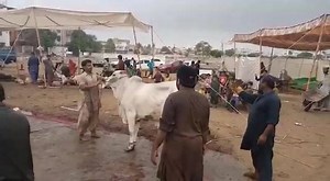 #Qasai se #Bachra Farar bina rasi k janwar gira rha Tha, #Part_1 #Qurbani_Video | Sohrab Goth Gai Mandi
