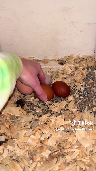 Rodents and chickens often go hand in hand. Mice and rats can’t help but be attracted to the warmth, shelter, water, and all you can eat buffet that accompanies chickens. Rodents are a nuisance to many chicken keepers- they waste feed, destroy your coop, bring in diseases and parasites, and can even harm or kill chicks or young chickens. #backyardchickens #chickentok #fyp #foryou #foryoupage #pestcontrol #mousetrap #barncat #orangecat #chickensoftiktok