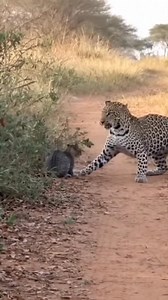 1.8M views · 24K reactions | Omg brave cat #fblifestyle | Winter Flower | Facebook