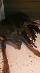 The monitor shows that Mercy feeds her puppies almost every hour, on the hour, around the clock. The longest stretch she has gone is two hours but that usually only once a day or so in the wee hours in the morning. Occasionally, Mercy will nurse them every thirty minutes or so, keep in mind she always gives each puppy a bath each time she feeds them. The temperature inside the whelping box is kept between 82 and 88 degrees. | Bell's Strawberry Farm Doberman Fan Club