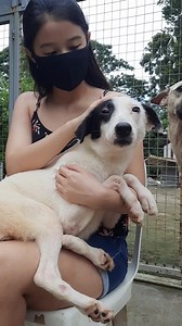 2.6K views · 349 reactions | For adoption: Shepherd, female. Pls pm us | Strays Worth Saving - SWS | Facebook