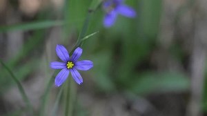 Blue-eyed Grass Wildflower Sisyrinchium Montanum Moving : vidéo de stock (100 % libre de droit) 3816353469 | Shutterstock