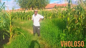 Tese takabva nekoo🤣🤣🤣🤣 | Vholoso The Comedian