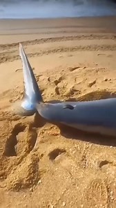 Shortfin mako shark, with3.18 meters in length, found deadat Maratízes Beach (Esprit Santo, Brésil), killed by marlin #mako #marlin #shark #brazil🇧🇷 #amazing | Valkyrae