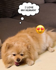 11 Must-Have Hacks and Gadgets to Pamper Your Pets! Shop gadgets here:https://itsblossom.com/product-reviews/pet-supplies/cool-pet-hacks-and-gadgets-you-need/ | Pets Fanatic