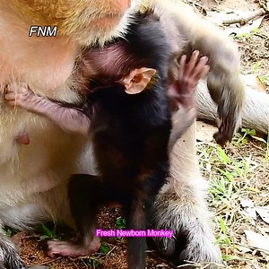 4.9K views · 302 reactions | Wow... fresh newborn monkey try &try to get milk, First time ever that baby get first milk, Fresh Newborn Monkey 5157 | Fresh Newborn Monkey | Facebook