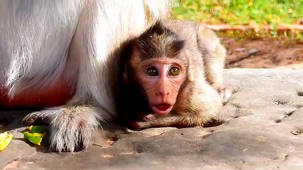 Greta cry until sor throats | Wildlife Idol