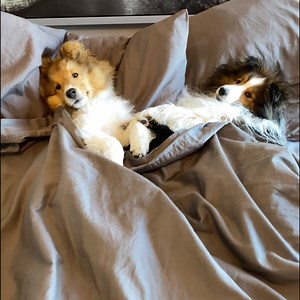 22K views · 1.3K reactions | Do YOUR dogs sleep in your bed??? Post where YOUR furbabies sleep! (awwwww 殺) From the vaults of The Cricket Chronicles... Compilation #5!!! Follow & Like! #sheltie #biscuittalky #cricketchronicles #talkingdog #doggosdoingthings #doggo | cricket.chronicles | Facebook