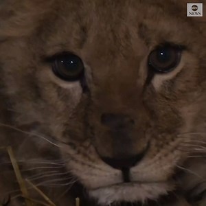 NEW ARRIVAL: A female lion cub named Leila was born two months ago in a zoo in eastern Ukraine. The lion cub came as a New Year surprise and has not yet made her debut to visitors. https://abcn.ws/2Pn7Tjy | ABC News