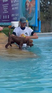 5.1K views · 175 reactions | Cockapoo Stanley Poochie did so well for his first swim  | Canine Dip and Dive Maldon | Facebook