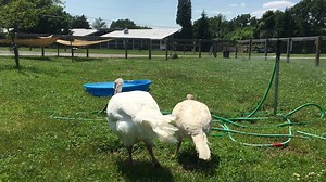 2.3K views · 275 reactions | Turkey pools and sprinklers. Only the best for our girls on hot summer days! | Woodstock Farm Sanctuary | Facebook