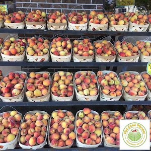 Old Shell Market on Reels