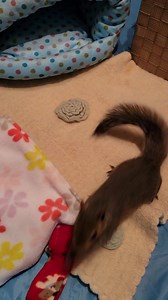 80K views · 6.6K reactions | chipchloesquirrel on Reels | Facebook