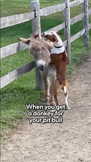 Donkey's Unlikely Friendship with Adorable Dog
