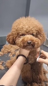 Surprising brown cockapoo with amazing Facelift 🥹🐶🐾 #dogs_cut #cockapoo #puppy #petgrooming #pethaircut #petlove #pets #doggrooming | PET Salon