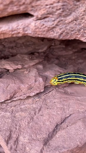 Intricately colored hummingbird moth caterpillar taking a poop!!🐛 💩 Also known as white-lined sphinx, also also known as Hyles lineata🌼 These beautiful critters were all over the Moenkopi Formation sandstone at Wupatki, each one with dramatically different coloration (outfit). 🎨🖌️ They end up with the same outfit as adults, once they get a job and need to start wearing their suit and tie.👨‍✈️ #arizona #wildlife #hummingbirdmoth #caterpillar | Chad Kwiatkowski