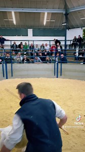 Steady demand for Cheviots at Lockerbie today 🐑🐑🐑 | The Scottish Farmer