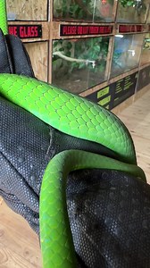 The green mamba!!! | Dingo