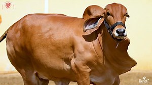 3.4K views · 71 reactions | Call : 03082169056 Lal Pari our Brahman bachri of highest class  Visit us in northern Bypass mandi for further animals ❤️ Bholu Cattle Farm ❤️ | Pakistan Qurbani Lovers | Facebook